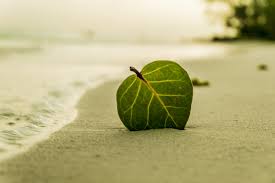 Green leaf