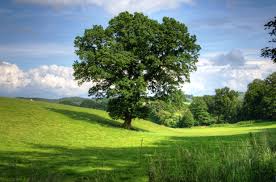 Green tree and grass