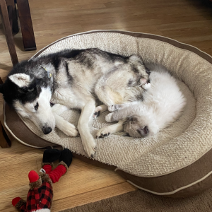 meeka in dog bed