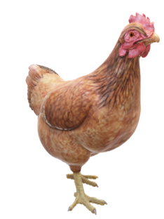 a brown hen