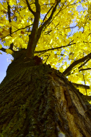 Yellow tree